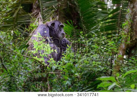 (pan Troglodytes) Is An African Ape Uganda.