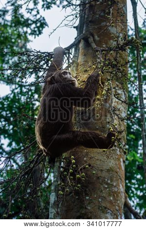 (pan Troglodytes) Is An African Ape Uganda.