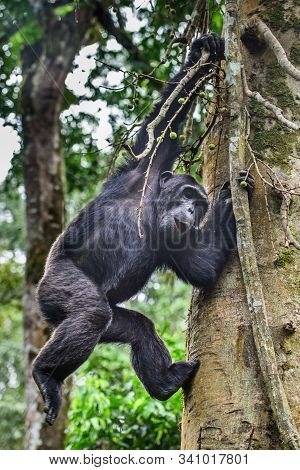 (pan Troglodytes) Is An African Ape Uganda.