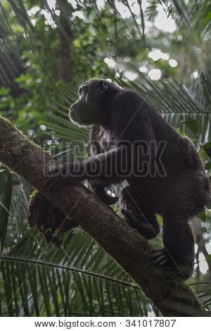(pan Troglodytes) Is An African Ape Uganda.