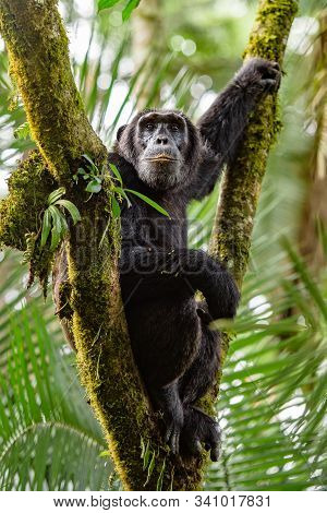 (pan Troglodytes) Is An African Ape Uganda.