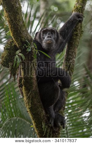 (pan Troglodytes) Is An African Ape Uganda.