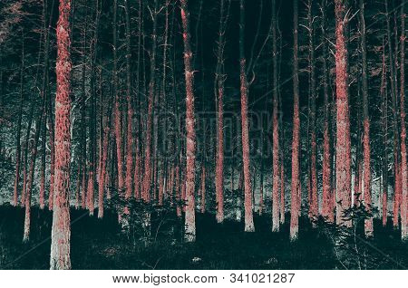 Pine Trees In A Forest. Vertical Trunks. Abstract Weird Processing. Inverted Dark Photo, Green And R