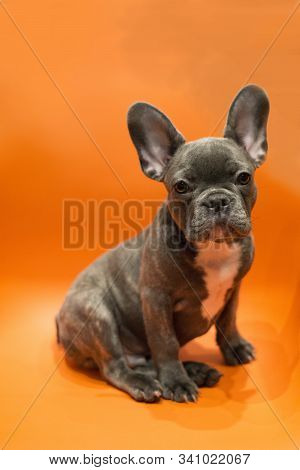 Straight-looking Puppy Of A French Bulldog On A Contrasting Background