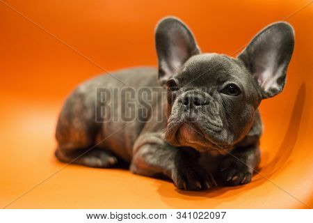 French Bulldog Puppy Lies On A Bright Contrasting Background