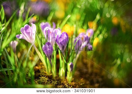 Beautiful First Spring Flowers Lilac Crocuses On Blurred Background With Bokeh