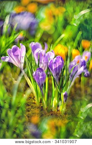 Beautiful First Spring Flowers Lilac Crocuses On Blurred Background With Bokeh