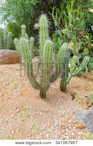 Cordoba Argentina Stetsonia Coryne Cactus In Nature