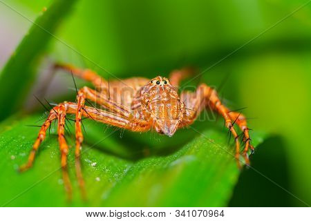 Beautiful Orange Spider On Green Leaf In Public Park