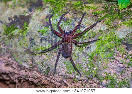 Brown Spider On Tree Trunk With Small Plant In Forest