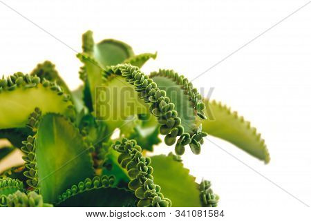 Mother Of Thousands, Mexican Hat Plant (kalanchoe Pinnata) With Sprout. Isolated On White Background