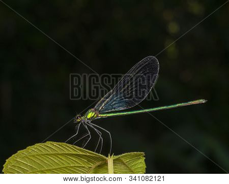 Matrona Nigripectus, Damselfly At Garo Hills In Meghalaya, India