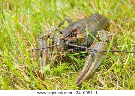 The European Crayfish (astacus Astacus), Noble Crayfish, Or Broad-fingered Crayfish, Is The Most Com