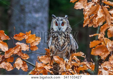 Eurasian Eagle Owl (bubo Bubo) Portrait, Owls Are Often Used As A Symbol Of Wisdom, Selective Focus 