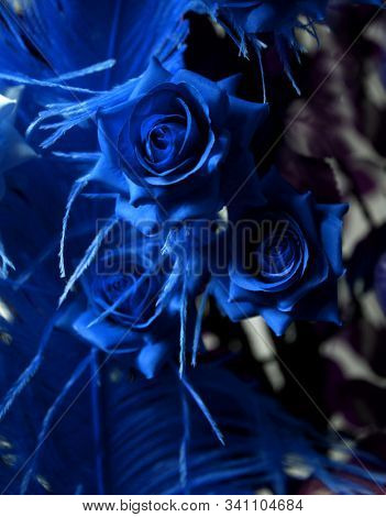 Roses.  Blue rose.  Holiday flower. Wedding. Blue feather