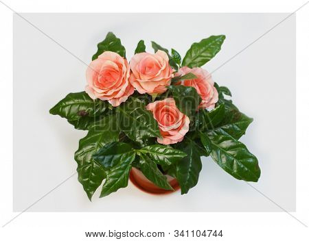 Pink Roses. Holiday flower. Garden.    