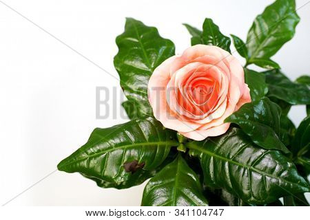 Pink Roses. Holiday flower. Garden.    