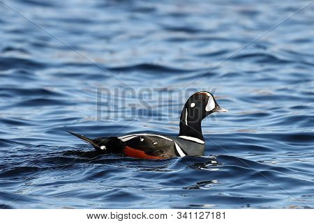 Duck Swimming In Blue Sea Water.  Wild Harlequin Duck (histrionicus Histrionicus) In Natural Habitat