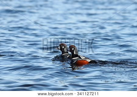 Ducks Swimming In Blue Sea Water.  Two Brightly Colored Males Ducks Swimming Together. Wild Harlequi