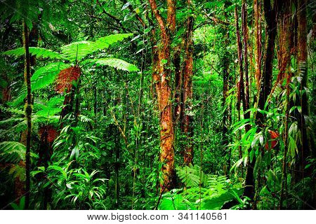 Thick Vegetation In Basse Terre's Jungle In Guadeloupe