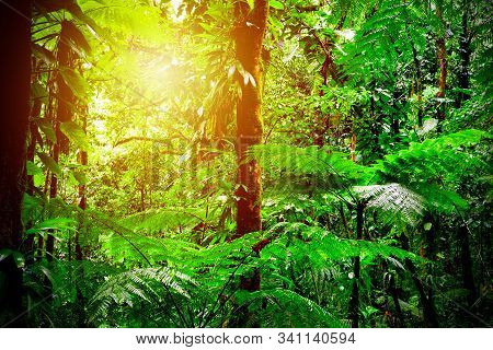 Sun Shining Over Basse Terre's Jungle At Sunset