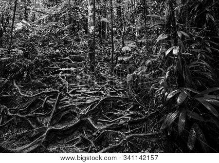 Roots And Green Plants In Basse Terre Jungle, Guadeloupe. Lesser Antilles, Caribbean. Black And Whit