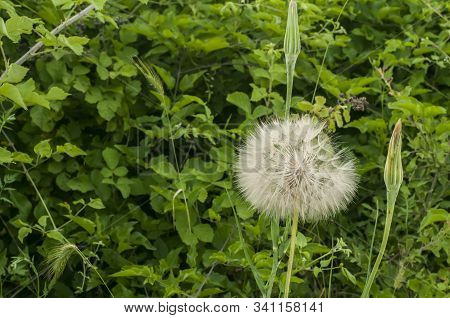 Dandelion Seedhead Closeup On Green Plants Background