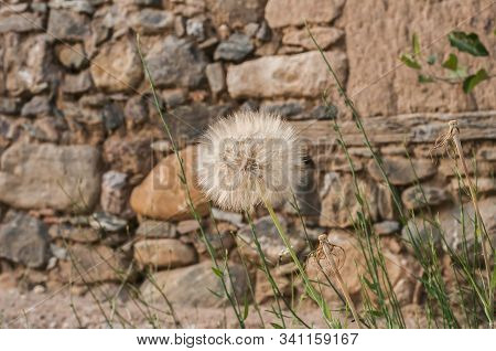 Dandelion Seedhead Closeup On Stone Wall Background
