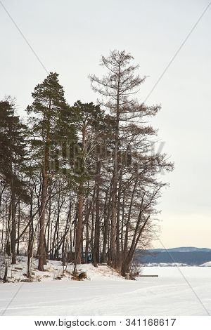 Scenic Winter Landscape Background. Trees And Snow.