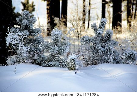 There Are Three Little Pines With Needles, Snow Covered Like A Silver And The Golden Background.