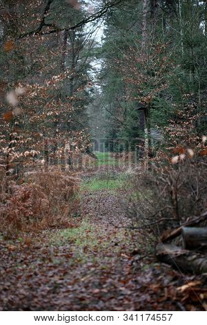 Road In Forest Background High Quality Dorsten Rhade