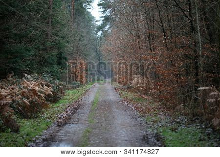 Road In Forest Background High Quality Dorsten Rhade