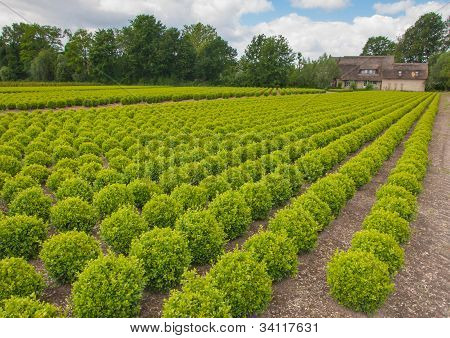 네덜란드에서 Buxus 나무 보육