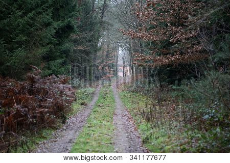 Road In Forest Background High Quality Dorsten Rhade