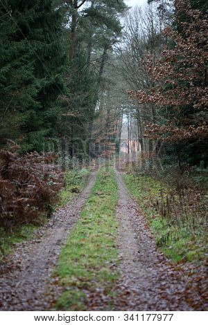 Road In Forest Background High Quality Dorsten Rhade