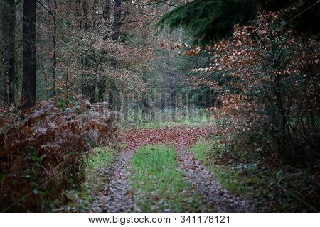 Road In Forest Background High Quality Dorsten Rhade