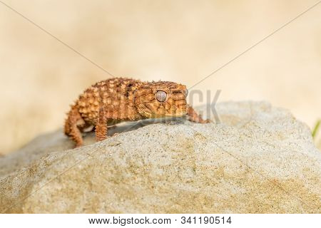 Close Up Of The Oriental Garden Lizard, Eastern Garden Lizard Or Changeable Lizard (calotes Versicol