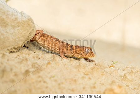 Close Up Of The Oriental Garden Lizard, Eastern Garden Lizard Or Changeable Lizard (calotes Versicol