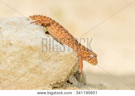 Close Up Of The Oriental Garden Lizard, Eastern Garden Lizard Or Changeable Lizard (calotes Versicol