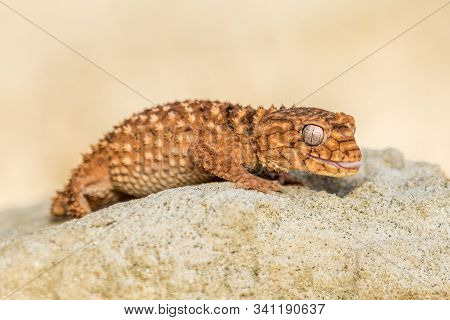 Close Up Of The Oriental Garden Lizard, Eastern Garden Lizard Or Changeable Lizard (calotes Versicol