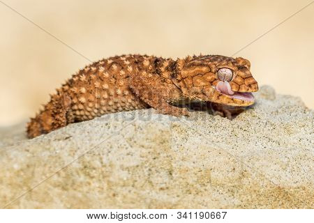 Close Up Of The Oriental Garden Lizard, Eastern Garden Lizard Or Changeable Lizard (calotes Versicol
