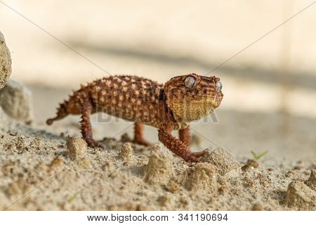 Close Up Of The Oriental Garden Lizard, Eastern Garden Lizard Or Changeable Lizard (calotes Versicol