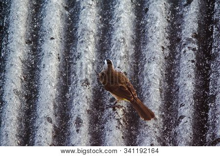 Yellow-vented Bulbul (Pycnonotus goiavier) on the roof , Yellow-vented Bulbul is a native species th