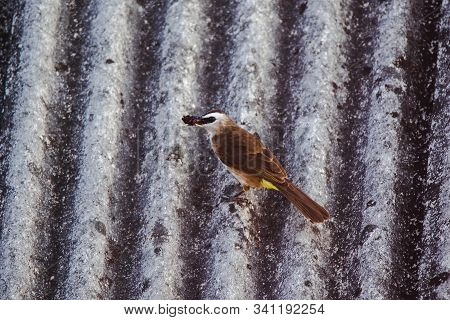 Yellow-vented Bulbul (Pycnonotus goiavier) on the roof , Yellow-vented Bulbul is a native species th