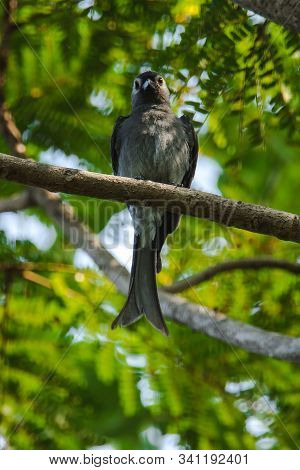 Ashy Drongo On a branch, Ashy Drongo is a fish-like tail of a fish. The fur ranges from gray.