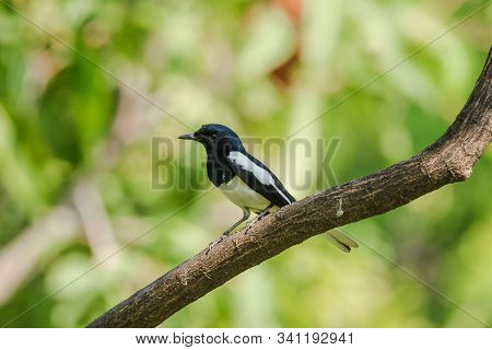Oriental Magpie Robin Is On A Branch, Oriental Magpie Robin Is A Bird That Eats Insects. On A Shiny 