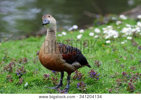 Portrait Of A Wandering Whistling Duck (dendrocygna Arcuata) Standing By The Waters Edge