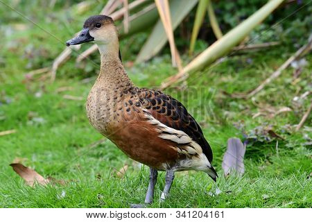 Portrait Of A Wandering Whistling Duck (dendrocygna Arcuata)