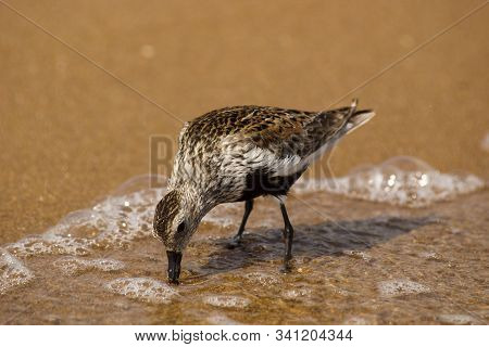 The Dunlin Or Calidris Alpina. One Bird Dunlin On The Sandy Sea Shore Looking For Food