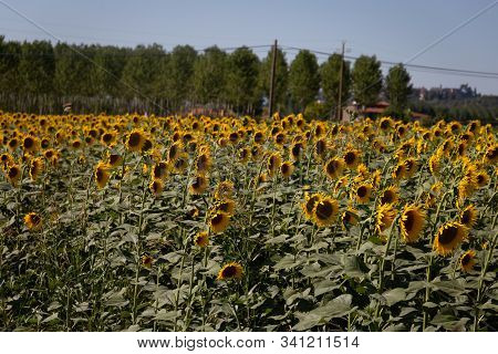 Sunflower Field And Clear Blue Sky In Toscany, Italy